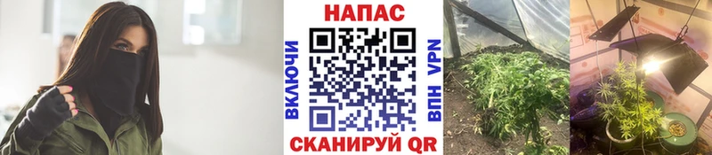 сайты даркнета наркотические препараты  Вяземский  МАРИХУАНА сатива 